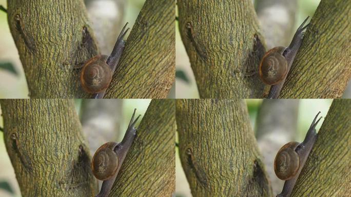 宏关闭树枝上的蜗牛滑倒，相机平移。