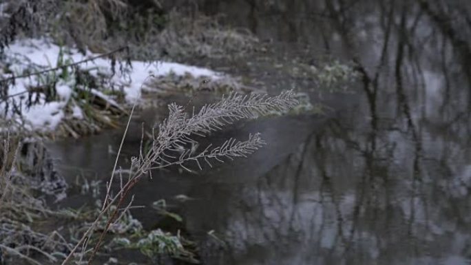 旱草和河流冬季背景下的雾凇