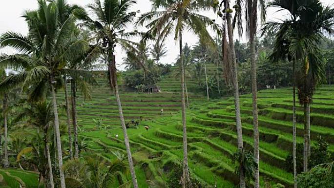 印度尼西亚乌布特加拉朗的水稻梯田。农民在水稻种植园工作。一群农民在巴厘岛的稻田上努力工作。