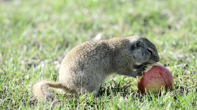 地鼠吃苹果 (地松鼠)