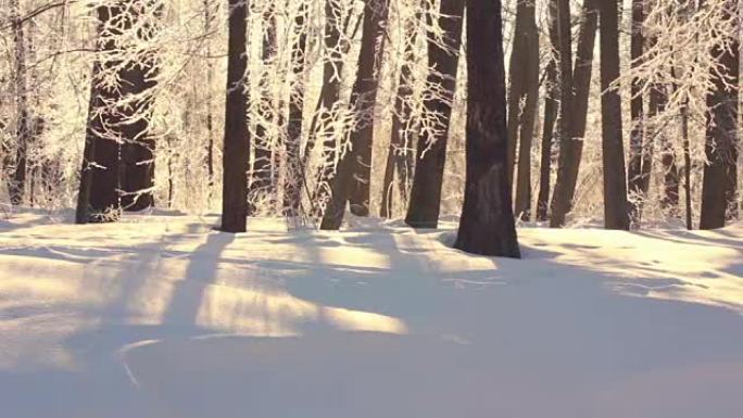冬季景观。冬天美丽的白雪覆盖的公园。白雪上的阳光