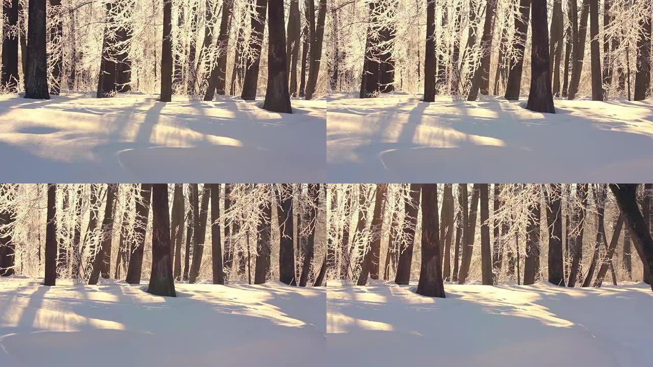 冬季景观。冬天美丽的白雪覆盖的公园。白雪上的阳光