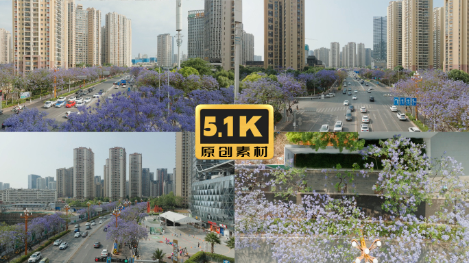 5K-昆明前卫西路蓝花楹风光，蓝花楹航拍