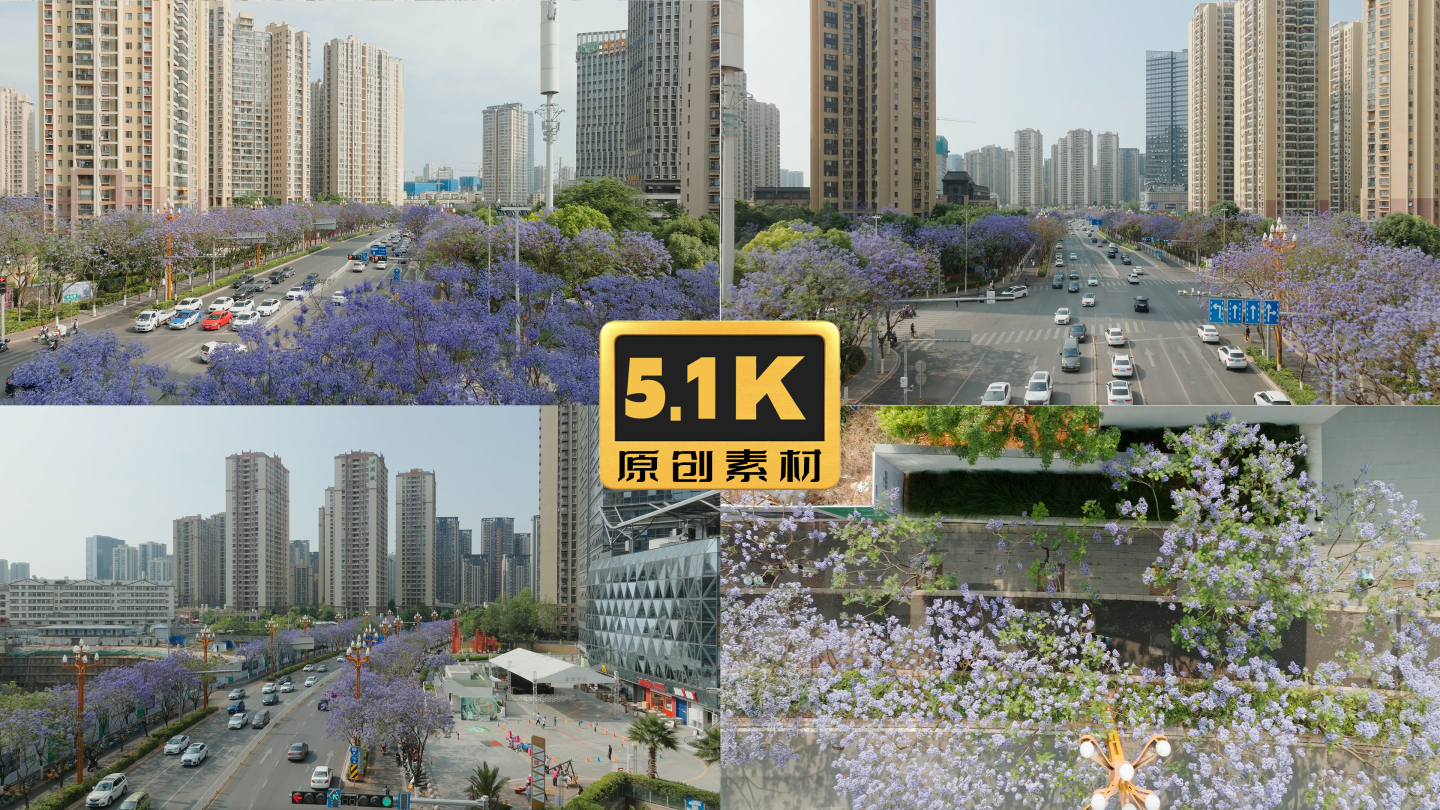 5K-昆明前卫西路蓝花楹风光，蓝花楹航拍