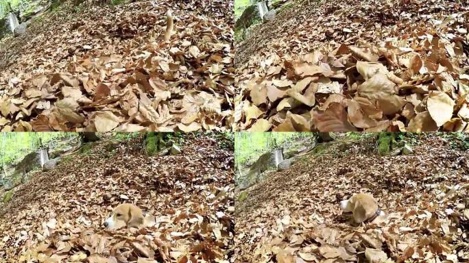 小猎犬在一堆落叶中摆动，只有他的尾巴和头露出