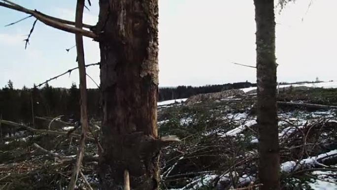 枯树和清晰的背景与巨大的木桩。
