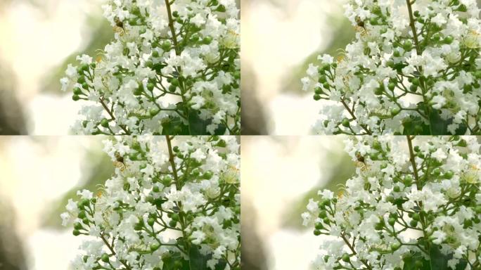 白色绉纱桃金娘花在美丽的日子里盛开