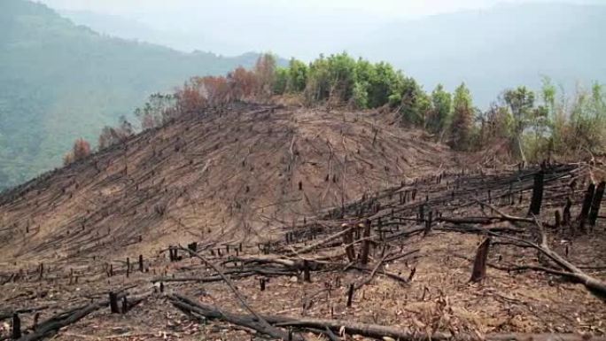 森林砍伐、森林火灾、自然灾害后