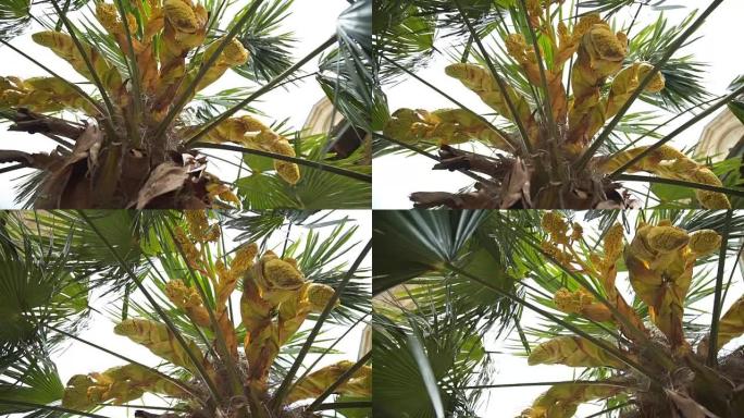 棕榈叶特写。热带背景