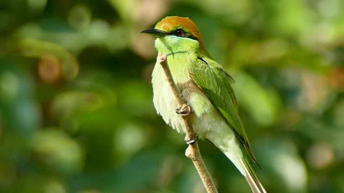 4k镜头，月头食蜂鸟 (Merops leschenaulti) 是食蜂鸟 (Meropidae) 