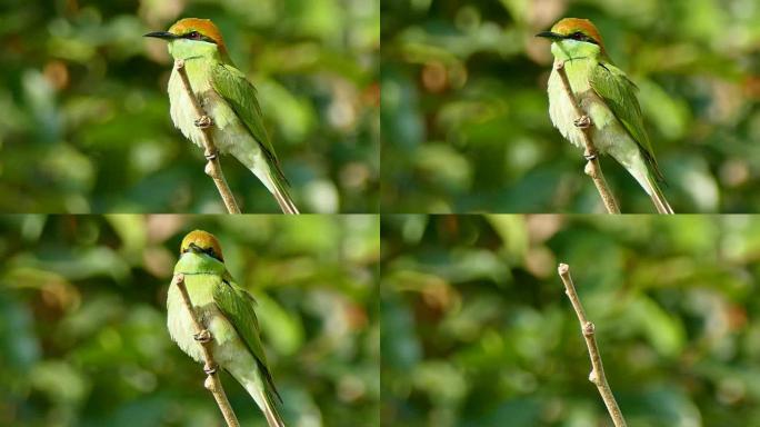 4k镜头，月头食蜂鸟 (Merops leschenaulti) 是食蜂鸟 (Meropidae) 