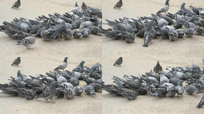 成群的鸽子在街上吃柳枝稷