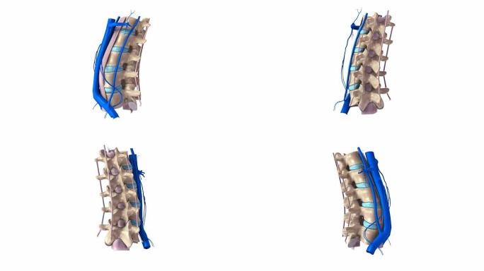 带韧带和静脉的腰椎