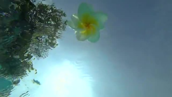 白花漂浮在水面上