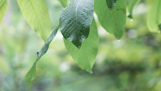 雨时核桃叶