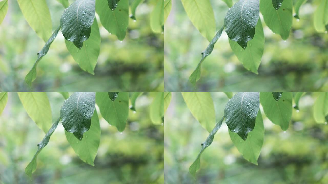 雨时核桃叶