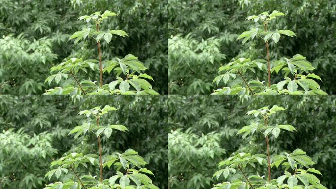 夏雨绿树