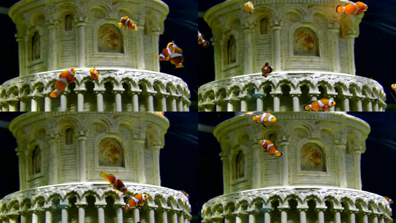 小丑鱼或海葵鱼在水箱水族馆游泳