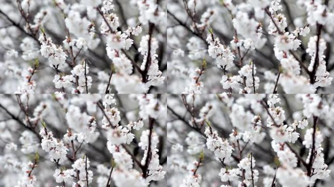 冷泉概念。鲜花背景下的雪