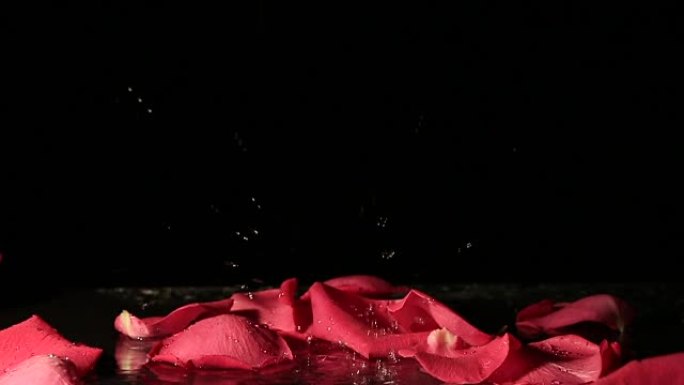 玫瑰花瓣落入水中。慢动作
