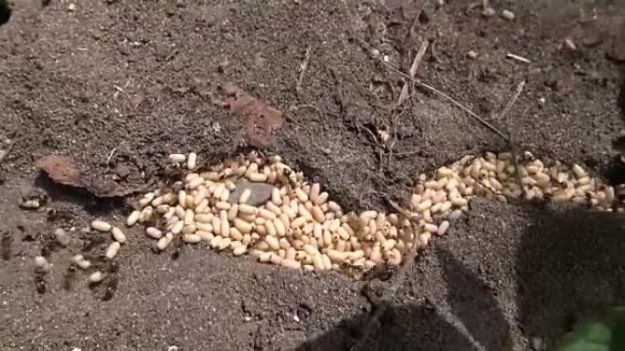 蚂蚁产卵