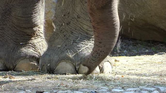 大象的脚和树干