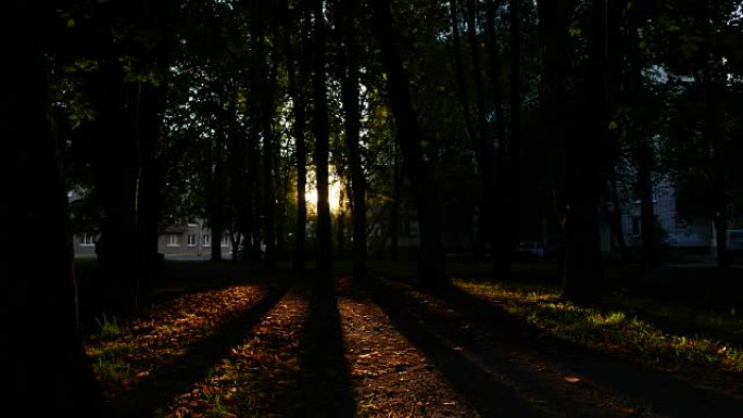 晦涩的公园，深暗的区域，树干的长阴影，低阳光照耀。