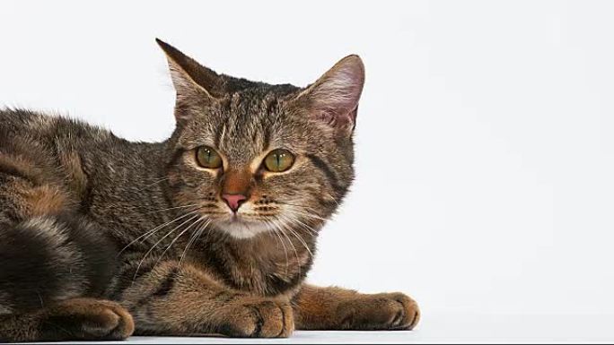 白色背景上的棕色虎斑猫家猫，实时4K