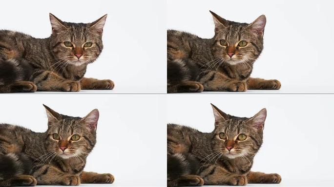 白色背景上的棕色虎斑猫家猫，实时4K