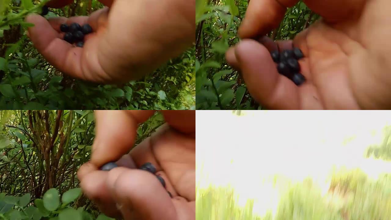 POV hand从茂密的绿色灌木makro特写中收集蓝莓