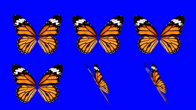 蓝屏背景上以不同的速度和角度挥舞的一组橙色蝴蝶翅膀