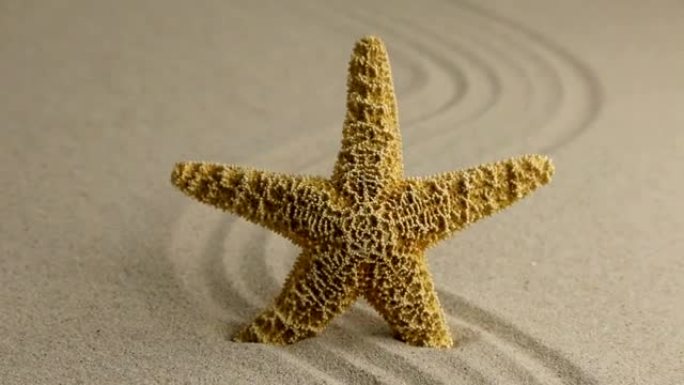去除海滩上从沙滩上伸出的海星