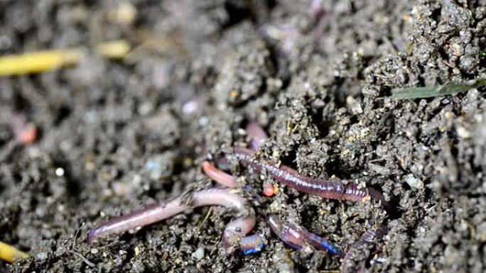 土壤上的蚯蚓