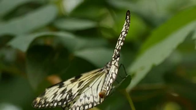黑白蝴蝶在夏天的晴天在热带花朵上挥舞翅膀