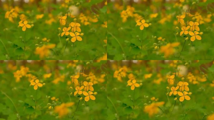 白屈菜的黄色花朵慢动作视频