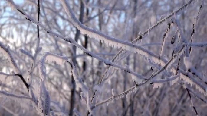 冰冻的灌木树枝，白霜掉落，特写慢动作镜头