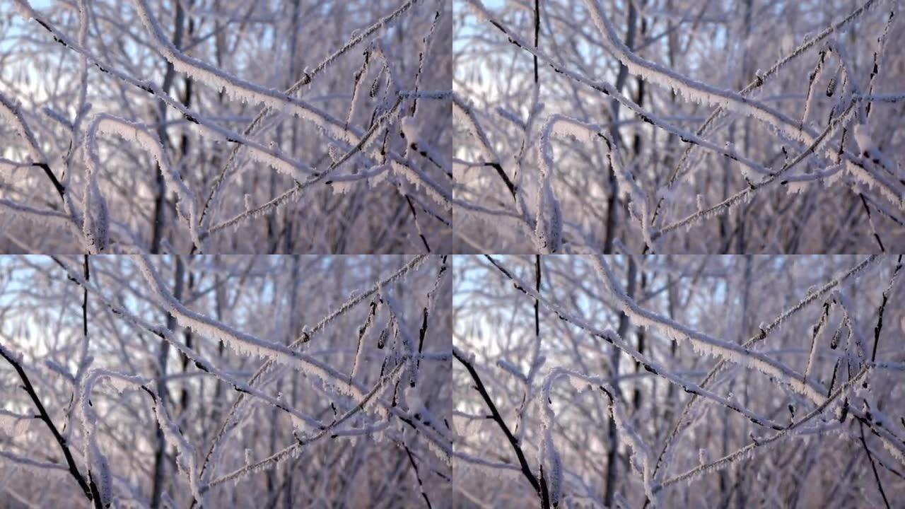 冰冻的灌木树枝，白霜掉落，特写慢动作镜头