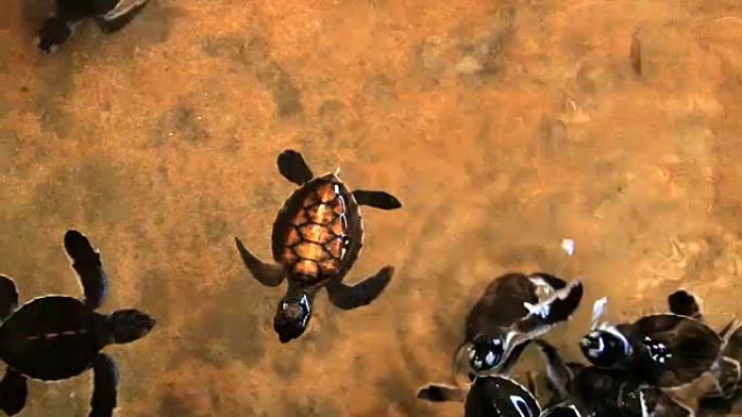 小海龟在斯里兰卡的池塘里游泳。