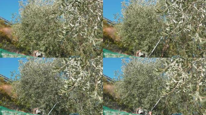 使用伸缩电机从树上采摘橄榄，慢动作