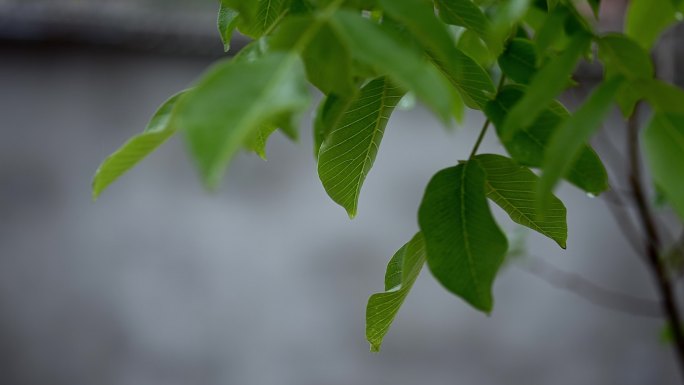 4K高清雨天核桃树月季花杨树