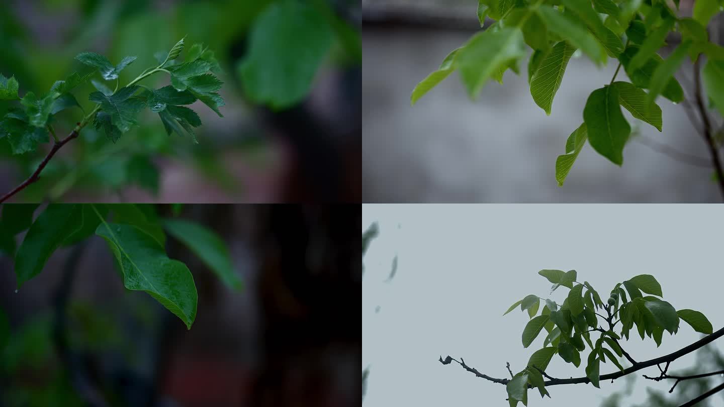 4K高清雨天核桃树月季花杨树