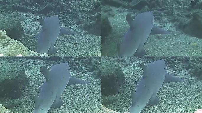 白尖礁鲨在海床上休息