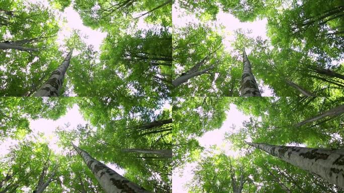 巨型山毛榉生长树的高角度视图