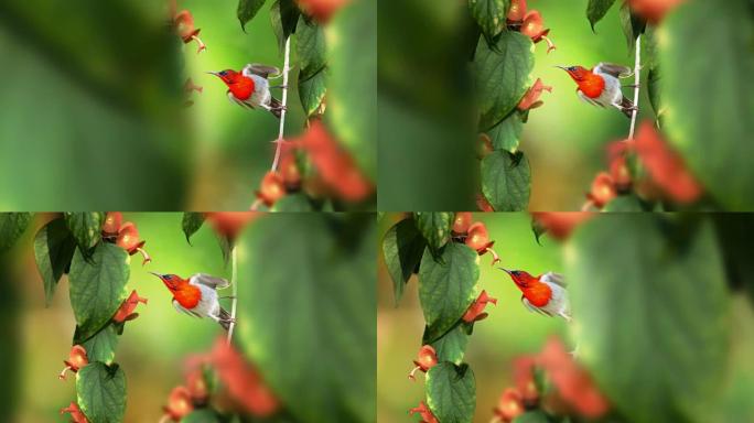 深红色太阳鸟: 鸟挂在树枝和伸展身体的花蜜: 4k运动视差