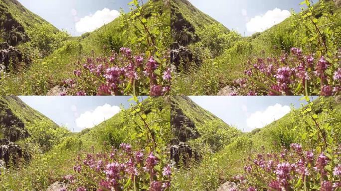 风在绿山上摇摆着淡紫色的花朵和草药