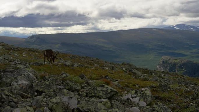 驯鹿在萨雷克的拉帕达伦的斯基弗山上。