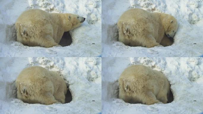 一只白熊挖了一个巢穴