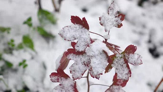 白雪红叶