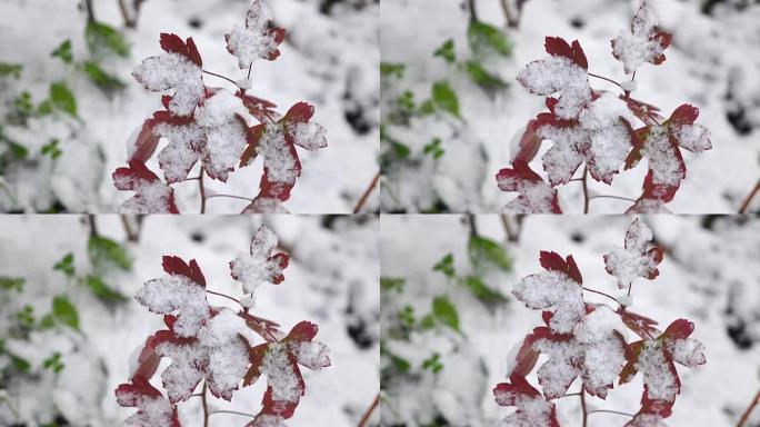 白雪红叶