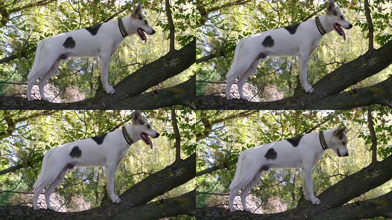 站在摇摇欲坠的树枝上喘气的狗